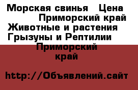 Морская свинья › Цена ­ 1 500 - Приморский край Животные и растения » Грызуны и Рептилии   . Приморский край